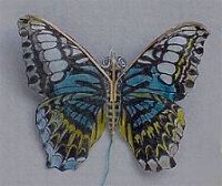 small butterfly [(WxH)  70 x 55 mm]