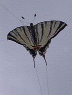 scarce swallowtail [(WxH) 145 x 105 mm - incl. feelers)]