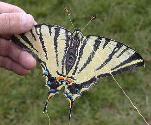 scarce swallowtail [(WxH) 145 x 105 mm - incl. feelers)]