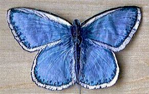 small blue butterfly [(WxH) 105 x 65 mm)]