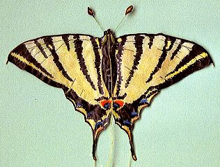 scarce swallowtail [(WxH) 145 x 105 mm - incl. feelers)]