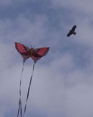 red butterfly [(WxH)  230 x 120 mm]